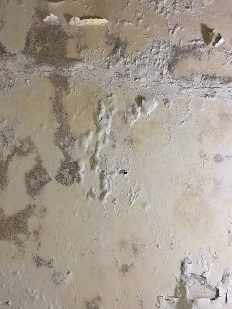 Best Mold Removal Company Near Me  in Plymouth Meeting, PA