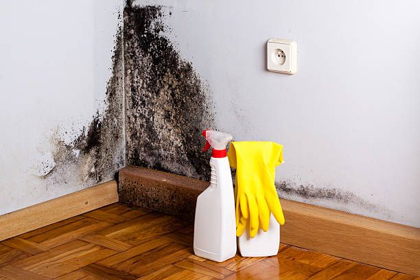 Best Mold Removal Process  in Plymouth Meeting, PA