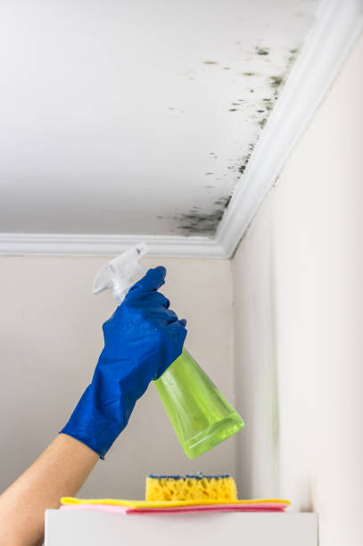 Best Mold Damage Repair  in Plymouth Meeting, PA